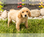 Small #4 Golden Cavadoodle