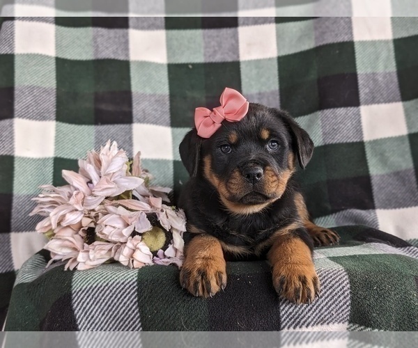 Medium Photo #5 Rottweiler Puppy For Sale in CHRISTIANA, PA, USA