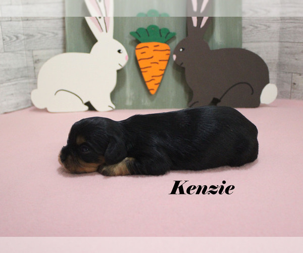 Medium Photo #9 Cavalier King Charles Spaniel Puppy For Sale in CHANUTE, KS, USA