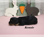 Small #8 Cavalier King Charles Spaniel