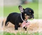 Small #1 French Bulldog