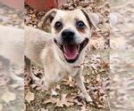 Small Chihuahua Mix