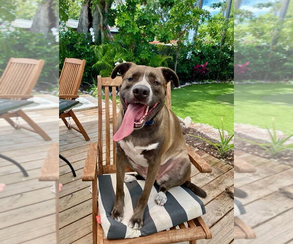 Medium Photo #9 Mountain Cur-Unknown Mix Puppy For Sale in Key Largo, FL, USA