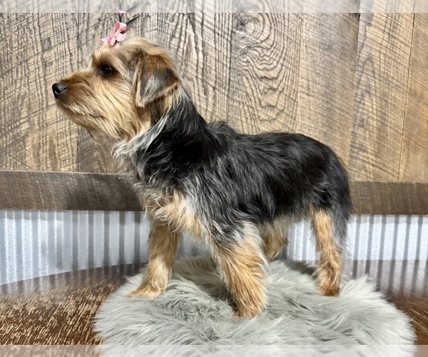 Medium Photo #6 Yorkshire Terrier Puppy For Sale in NAPPANEE, IN, USA