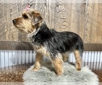 Small #5 Yorkshire Terrier