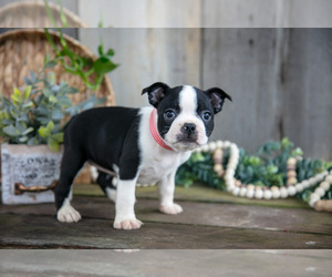 Medium Boston Terrier
