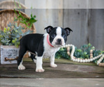 Puppy Violet Boston Terrier