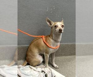 Chihuahua-Unknown Mix Dogs for adoption in Las Vegas, NV, USA
