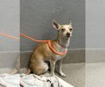 Small Chihuahua Mix