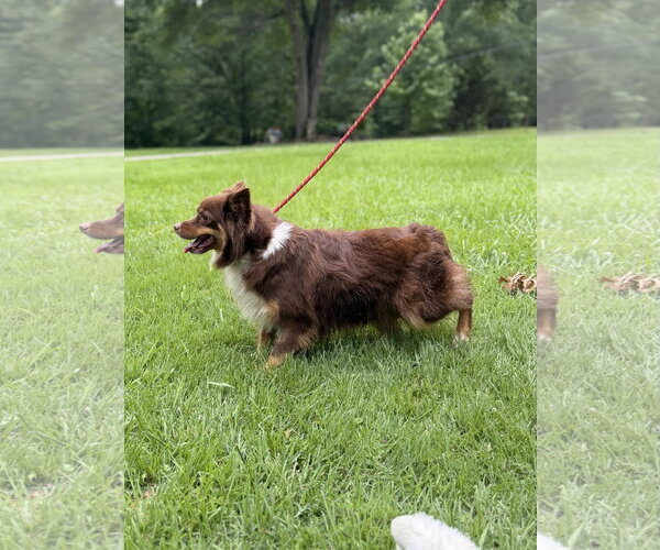 Medium Photo #2 Papillon Puppy For Sale in Yardley, PA, USA