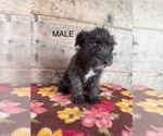 Small #10 Schnauzer (Miniature)