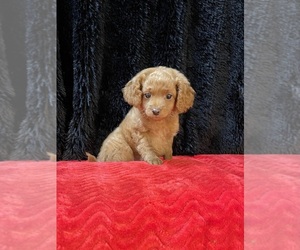 Cockapoo Puppy for sale in ROANOKE, IL, USA