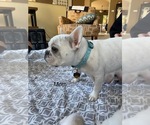 Small Photo #1 French Bulldog Puppy For Sale in ENCINITAS, CA, USA