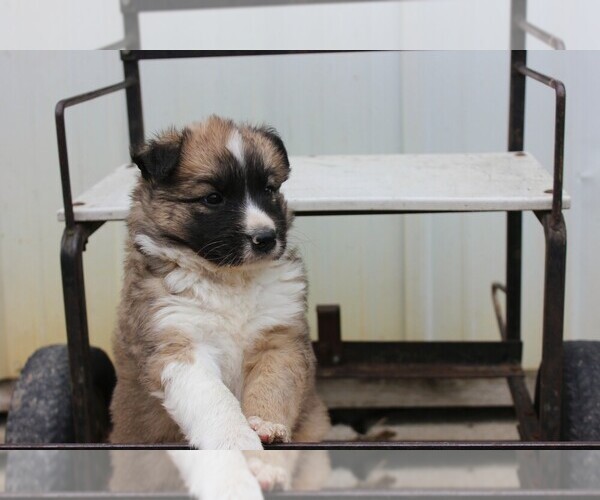 Medium Photo #4 Shollie Puppy For Sale in PENNVILLE, IN, USA