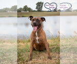 Small #6 American Staffordshire Terrier Mix