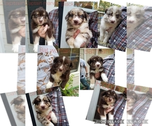 Australian Shepherd Litter for sale in GILMER, TX, USA