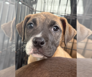 Catahoula Leopard Dog-Unknown Mix Dogs for adoption in Decatur, GA, USA