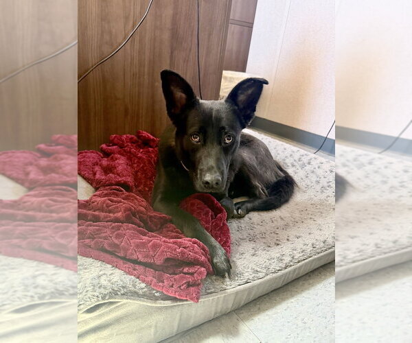 Medium Photo #14 German Shepherd Dog-Unknown Mix Puppy For Sale in Brewster, NY, USA