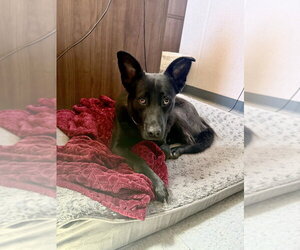 Sunshine - Male German Shepherd Dog-Unknown Mix Dog for Adoption - Photo #14