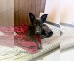 Small #13 German Shepherd Dog Mix