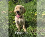 Small Photo #18 Golden Retriever Puppy For Sale in PLANT CITY, FL, USA