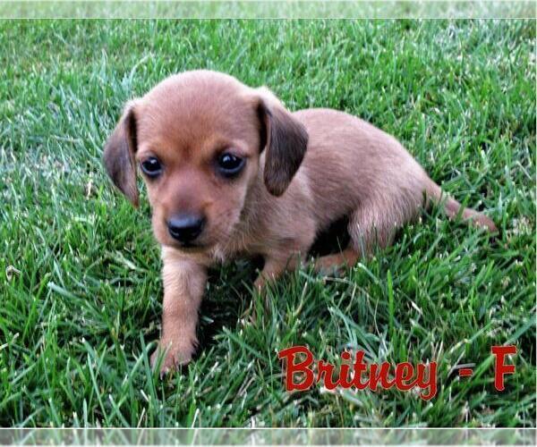 Medium Photo #3 Dachshund Puppy For Sale in NEW HOLLAND, PA, USA
