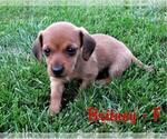 Small Photo #3 Dachshund Puppy For Sale in NEW HOLLAND, PA, USA