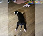 Small #4 American Pit Bull Terrier Mix