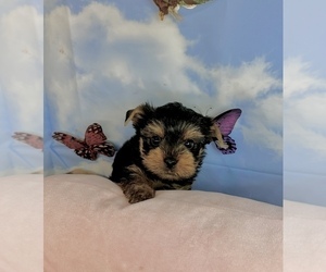 Yorkshire Terrier Puppy for Sale in CASSVILLE, Missouri USA