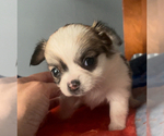 Small #2 Chihuahua