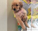 Small Photo #5 Golden Retriever Puppy For Sale in BRENTWOOD, CA, USA