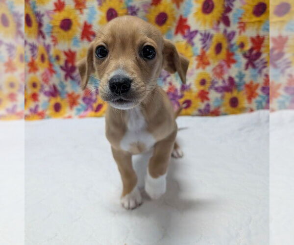 Medium Photo #1 Cheagle Puppy For Sale in Chico, CA, USA