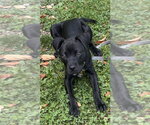 Small #1 Labrador Retriever Mix