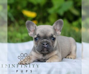 French Bulldog Puppy for sale in EAST EARL, PA, USA