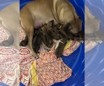 Small #1 Rhodesian Ridgeback