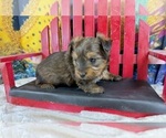 Small #10 Morkie