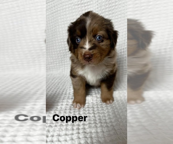 Medium Photo #31 Miniature Australian Shepherd Puppy For Sale in NEW PORT RICHEY, FL, USA