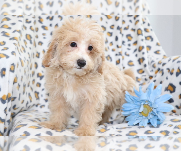 Medium Photo #3 Maltipoo Puppy For Sale in SHILOH, OH, USA