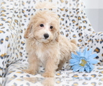 Small #2 Maltipoo