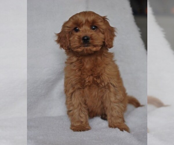 Medium Photo #6 Cocker Spaniel-Poodle (Miniature) Mix Puppy For Sale in SALEM, MO, USA