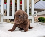 Small #7 Labrador Retriever