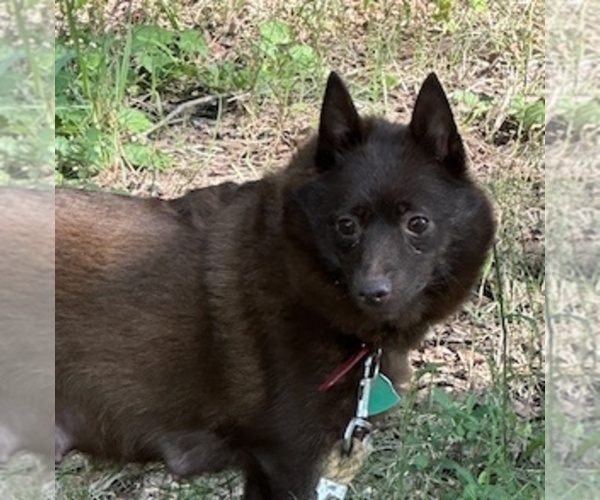 Medium Photo #1 Schipperke Puppy For Sale in CARROLLTON, GA, USA