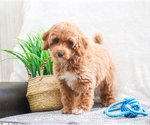 Small Photo #8 Poodle (Toy) Puppy For Sale in SYRACUSE, IN, USA