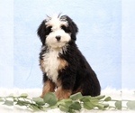 Small #1 Bernedoodle (Miniature)