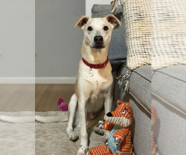 Medium Photo #4 Mutt Puppy For Sale in Candler, NC, USA