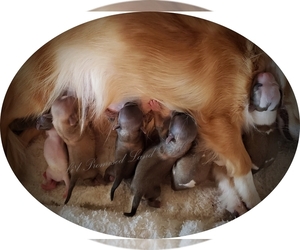 Chihuahua Puppy for sale in HUGGINS, MO, USA