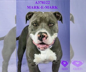 MARK-E MARK - Male Mutt Dog for Adoption - Photo #2