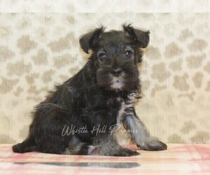 Schnauzer (Miniature) Puppy for sale in DENVER, PA, USA
