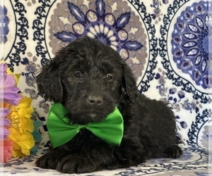 Goldendoodle (Miniature) Puppy for sale in LANCASTER, PA, USA