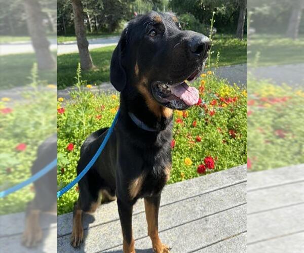 Medium Photo #1 Rottweiler-Unknown Mix Puppy For Sale in Anchorage, AK, USA